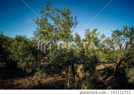 Majestic Ancient Olive Grove in the Heart of Andalusia Majestic Ancient Olive Grove in the Heart of Andalusia 141112751