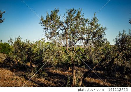 Majestic Ancient Olive Grove in the Heart of Andalusia Majestic Ancient Olive Grove in the Heart of Andalusia 141112753