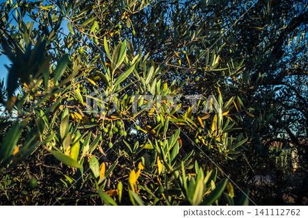 Vibrant Olive Tree Leaves Under Andalusian Sunlight Vibrant Olive Tree Leaves Under Andalusian Sunlight 141112762