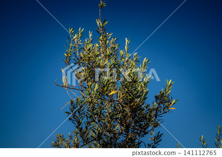 Vibrant Olive Tree Leaves Under Andalusian Sunlight Vibrant Olive Tree Leaves Under Andalusian Sunlight 141112765