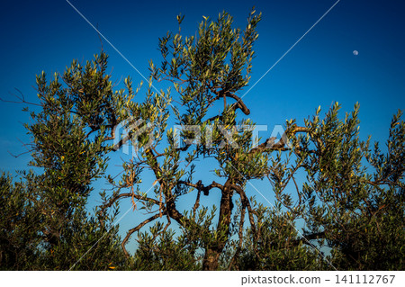 Majestic Ancient Olive Grove in the Heart of Andalusia Majestic Ancient Olive Grove in the Heart of Andalusia 141112767
