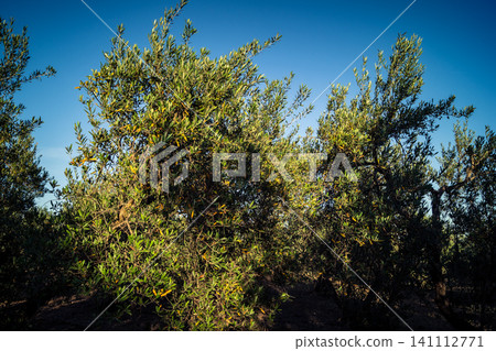Vibrant Olive Tree Leaves Under Andalusian Sunlight Vibrant Olive Tree Leaves Under Andalusian Sunlight 141112771