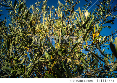 Vibrant Olive Tree Leaves Under Andalusian Sunlight Vibrant Olive Tree Leaves Under Andalusian Sunlight 141112773