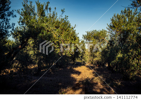 Majestic Ancient Olive Grove in the Heart of Andalusia Majestic Ancient Olive Grove in the Heart of Andalusia 141112774