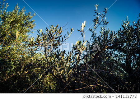 Vibrant Olive Tree Leaves Under Andalusian Sunlight Vibrant Olive Tree Leaves Under Andalusian Sunlight 141112778