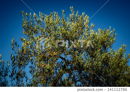 Majestic Ancient Olive Grove in the Heart of Andalusia Majestic Ancient Olive Grove in the Heart of Andalusia 141112780