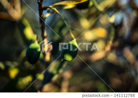 Young Green Olives Ripening on the Branch in Andalusia Young Green Olives Ripening on the Branch in Andalusia 141112788