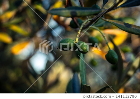 Young Green Olives Ripening on the Branch in Andalusia Young Green Olives Ripening on the Branch in Andalusia 141112790