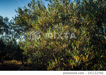 Vibrant Olive Tree Leaves Under Andalusian Sunlight Vibrant Olive Tree Leaves Under Andalusian Sunlight 141112792