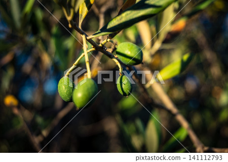 Young Green Olives Ripening on the Branch in Andalusia Young Green Olives Ripening on the Branch in Andalusia 141112793