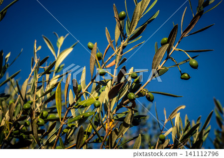 Young Green Olives Ripening on the Branch in Andalusia Young Green Olives Ripening on the Branch in Andalusia 141112796
