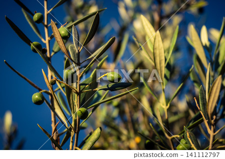 Young Green Olives Ripening on the Branch in Andalusia Young Green Olives Ripening on the Branch in Andalusia 141112797
