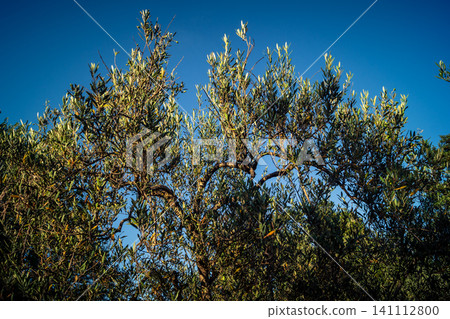 Vibrant Olive Tree Leaves Under Andalusian Sunlight Vibrant Olive Tree Leaves Under Andalusian Sunlight 141112800