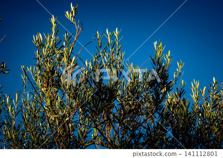 Vibrant Olive Tree Leaves Under Andalusian Sunlight Vibrant Olive Tree Leaves Under Andalusian Sunlight 141112801