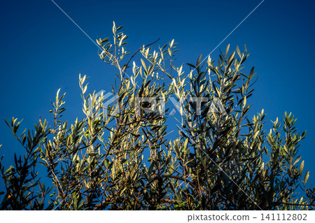 Vibrant Olive Tree Leaves Under Andalusian Sunlight Vibrant Olive Tree Leaves Under Andalusian Sunlight 141112802