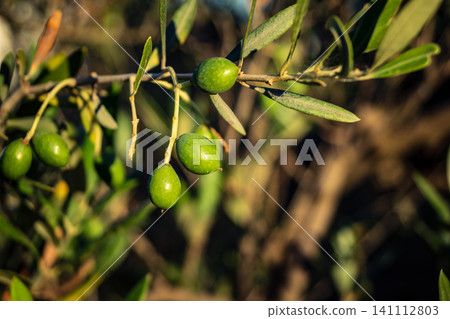Young Green Olives Ripening on the Branch in Andalusia Young Green Olives Ripening on the Branch in Andalusia 141112803