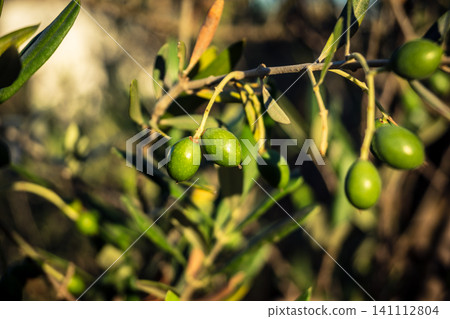 Young Green Olives Ripening on the Branch in Andalusia Young Green Olives Ripening on the Branch in Andalusia 141112804