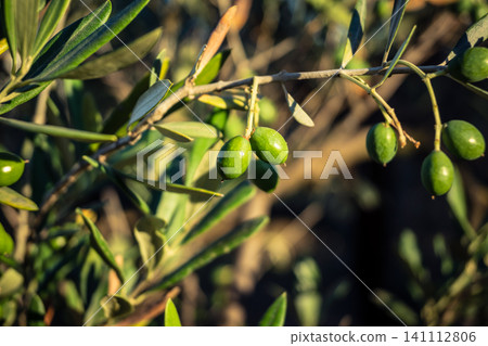 Young Green Olives Ripening on the Branch in Andalusia Young Green Olives Ripening on the Branch in Andalusia 141112806