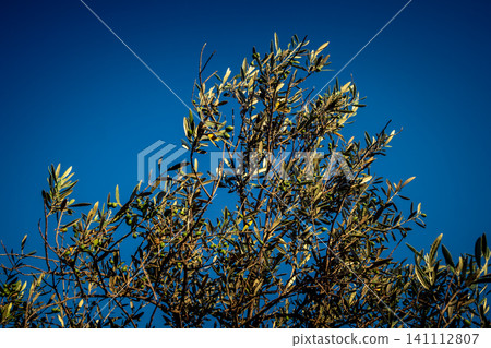Vibrant Olive Tree Leaves Under Andalusian Sunlight Vibrant Olive Tree Leaves Under Andalusian Sunlight 141112807