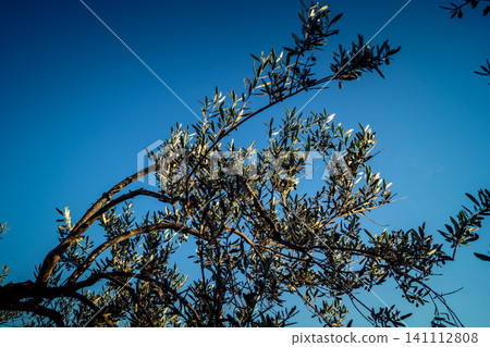 Vibrant Olive Tree Leaves Under Andalusian Sunlight Vibrant Olive Tree Leaves Under Andalusian Sunlight 141112808