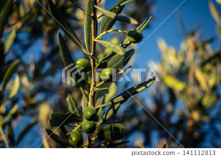 Young Green Olives Ripening on the Branch in Andalusia Young Green Olives Ripening on the Branch in Andalusia 141112813