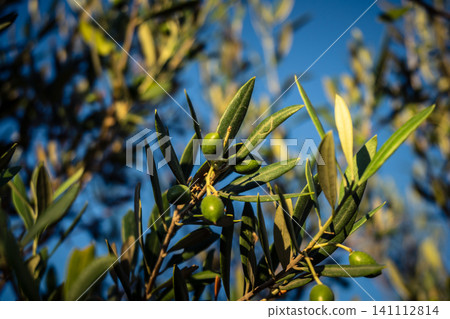 Young Green Olives Ripening on the Branch in Andalusia Young Green Olives Ripening on the Branch in Andalusia 141112814