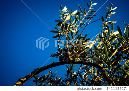 Vibrant Olive Tree Leaves Under Andalusian Sunlight Vibrant Olive Tree Leaves Under Andalusian Sunlight 141112817