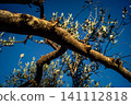 Textured Bark of an Ancient Andalusian Olive Tree 141112818