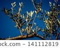 Vibrant Olive Tree Leaves Under Andalusian Sunlight 141112819