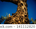Textured Bark of an Ancient Andalusian Olive Tree 141112820