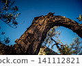 Textured Bark of an Ancient Andalusian Olive Tree 141112821