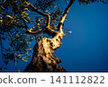 Textured Bark of an Ancient Andalusian Olive Tree 141112822
