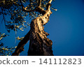 Textured Bark of an Ancient Andalusian Olive Tree 141112823