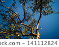 Vibrant Olive Tree Leaves Under Andalusian Sunlight 141112824