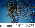 Vibrant Olive Tree Leaves Under Andalusian Sunlight 141112825