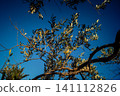 Vibrant Olive Tree Leaves Under Andalusian Sunlight 141112826