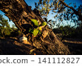 Textured Bark of an Ancient Andalusian Olive Tree 141112827