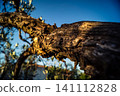 Textured Bark of an Ancient Andalusian Olive Tree 141112828