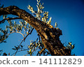 Textured Bark of an Ancient Andalusian Olive Tree 141112829