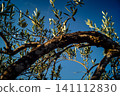Textured Bark of an Ancient Andalusian Olive Tree 141112830