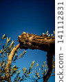 Textured Bark of an Ancient Andalusian Olive Tree 141112831