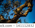 Textured Bark of an Ancient Andalusian Olive Tree 141112832