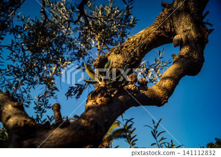 Textured Bark of an Ancient Andalusian Olive Tree Textured Bark of an Ancient Andalusian Olive Tree 141112832