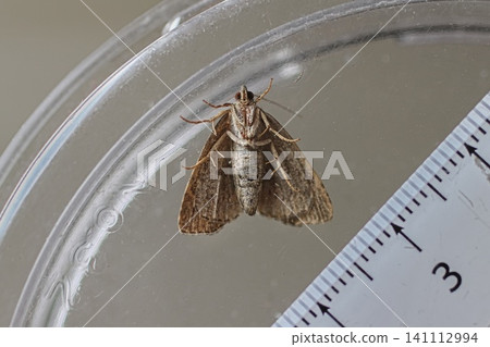 白斑苔蛾 白斑苔蛾 141112994