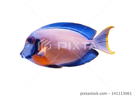 Chocolate surgeonfish mimic tang isolated on white background Chocolate surgeonfish mimic tang isolated on white background 141113061