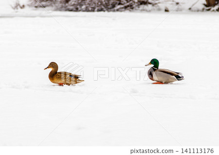 Ducks and drakes walk on snow and on a frozen lake 141113176