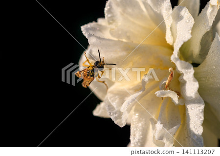 beautiful summer terry daffodils with bee beautiful summer terry daffodils with bee 141113207