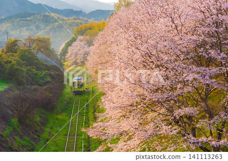 Cherry blossoms and trains near Aka Station on the Heisei Chikuhō Railway Cherry blossoms and trains near Aka Station on the Heisei Chikuhō Railway 141113263