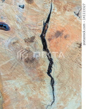 A tree stump with striking growth rings and large cracks | Natural wood grain texture 141113327