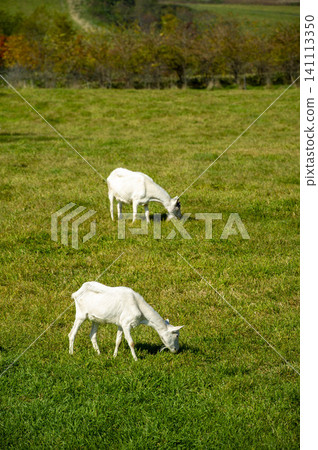 Goats grazing in a pasture; image material for agriculture and livestock farming. Goats grazing in a pasture; image material for agriculture and livestock farming. 141113350